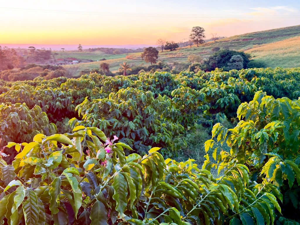 Plantation de café au Brésil